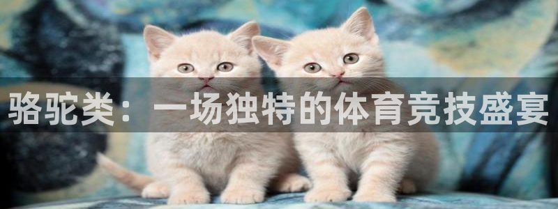 乐视体育播吧：骆驼类：一场独特的体育竞技盛宴